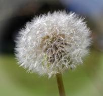 white Dandelion Pointed Flower