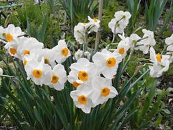 Narcissus Spring