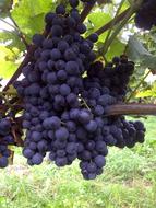 Grapes Vines Red Wine