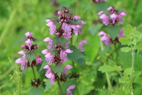 violet Spring Flowers