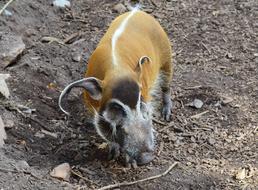 Red River Hog Potamochoerus Porcus