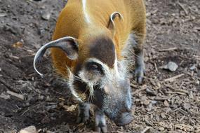 Red River Hog Potamochoerus Porcus