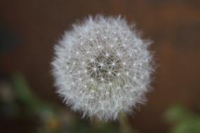 Dandelion Summer Garden Close