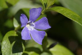 Close-up of the beautiful, blossoming blue star flower with green leaves in light