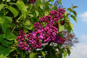 Lilac Syringa pink