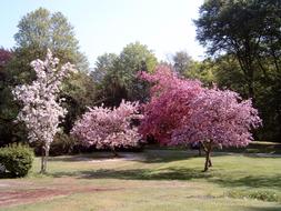 Park Spring Flowers