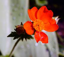 Close-up of the beautiful, blossoming, red and orange flower, at blurred background