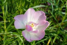 Tulip Flower pink green grass