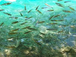 Fish Lake