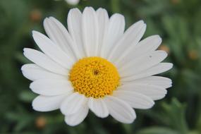 incredible beauty Marguerite flower