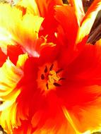 Tulip Flower Sharpness