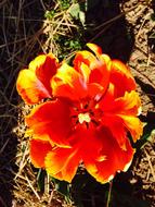 Tulip Flower Spring orange