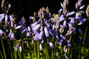 Flowers Purple close-up on blurred background