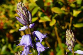 Close-up of the beautiful, blooming purple flowers in spring