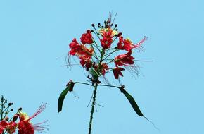 Peacock Flower blue sky