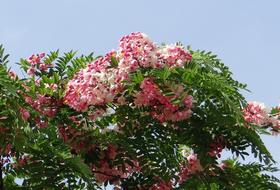Cassia Java Pink flowers