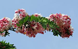 Cassia Javanica Pink