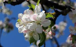 Apple Spring Blossom Bloom