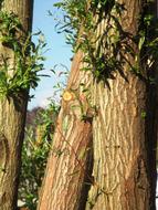 Tree Trunks Fouling Amriswil