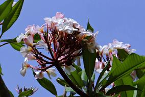 Plumeria Flower blue sky