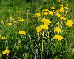Common Dandelion Taraxacum Sect