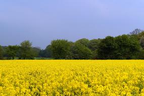 Field Of Rapeseeds yellow