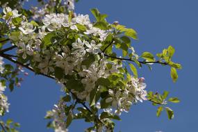 Apple Blossom Tree white