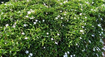 photo of blooming jasmine