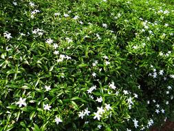 Dwarf Crape Jasmine white