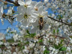 Bee Flowering Cherry white