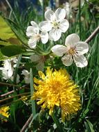 Dandelion Spring Flowers Flowering