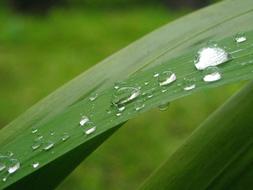 Leaf Green Particle