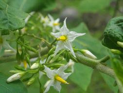 Flowers Eggplant White