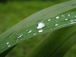 Leaf Green Particle