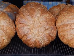 Bread