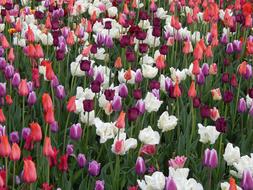 Tulips Flowers Meadow