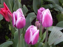 Tulips Flowers