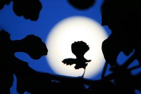 Full Moon Sky Blue