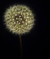 Dandelion Wild Flower white