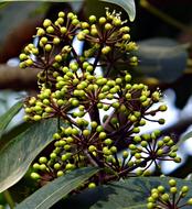 Heptapleurum Venulosum Schefflera