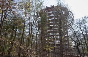 Treetop Path Platform Tree Trail