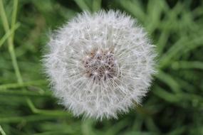 Dandelion Buttercup Common