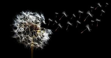 Dandelion Close Up