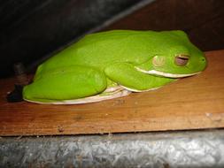 White-Lipped Tree Frog