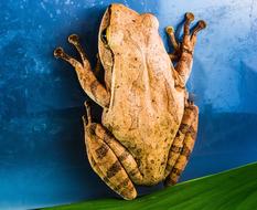 Tree Frog Anuran