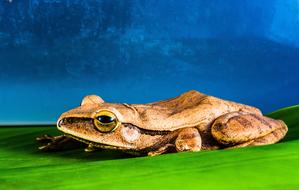 Tree Frog Anuran