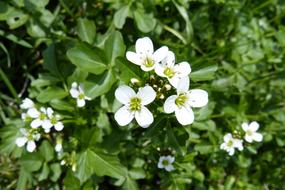 Watercress Blossom close up