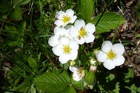 white flowers on a strawberry bush on a sunny day