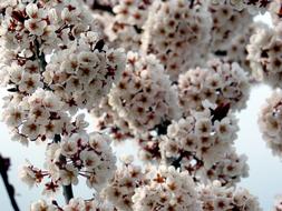 Close-up of the beautiful, blossoming, white and red flowers on the branches