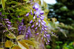 Rain Wisteria Flowers